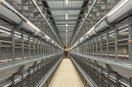 青年雞養殖系列產品